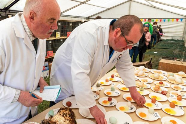 Two judges inspecting eggs at a country show competition. Two judges inspecting eggs at a country show competition.