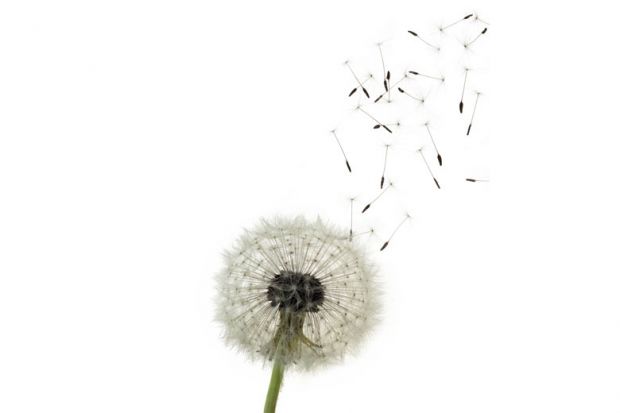 Dandelion with seeds blowing away