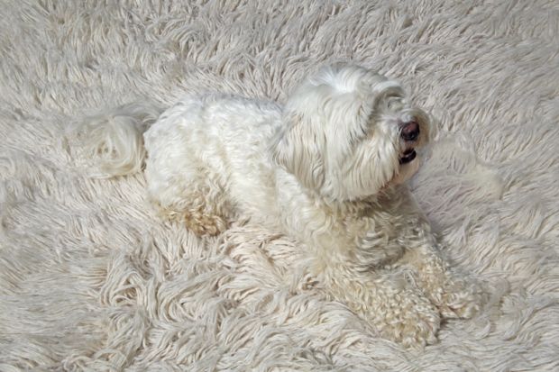 Dog_Rug_Blend_White.jpg