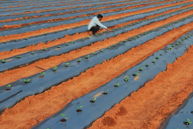 A farmer inspects saplings of eggplant growing in his field on the outskirts of Bangalore