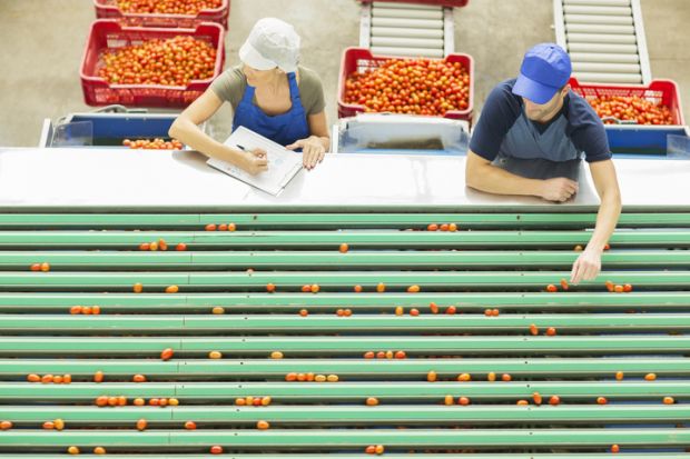 Workers examining tomatoes at conveyor belt in food processing plant Workers examining tomatoes at conveyor belt in food processing plant