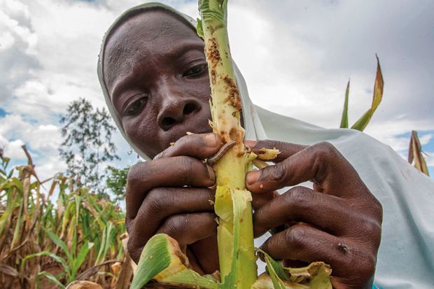 worm-crop-damage