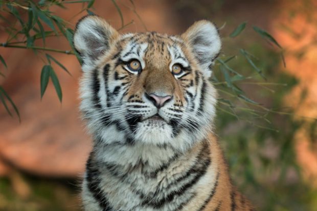 A young tiger A young tiger