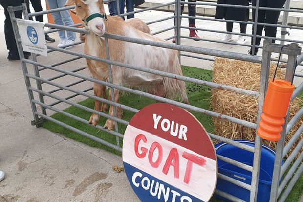 UCL goats for votes UCL goats for votes