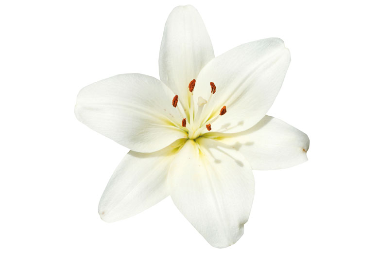 White flower isolated on white background White flower isolated on white background